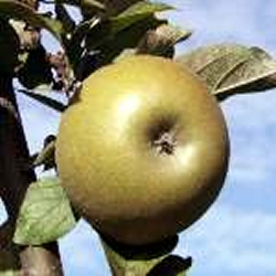 Herefordshire Russet Apple Tree (C3), LARGE CROP + COX FLAVOUR+ KEEPS WELL, 1-3 years old, delivered 1-2m tall, **FREE UK MAINLAND DELIVERY + FREE 100% TREE WARRANTY**
